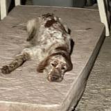 Picture of dog found at Romans