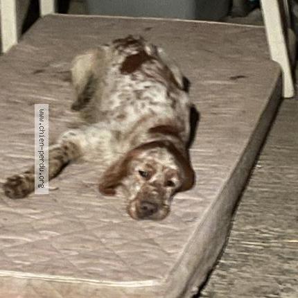 Photo 1/1 Found dog Found in Romans