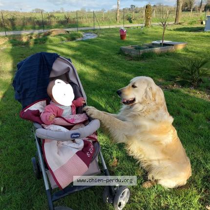 Photo 1/1 Taz Chien lost in Lusanger