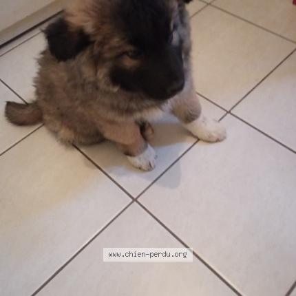 Photo 1/1 Rex Chien lost in Florensac