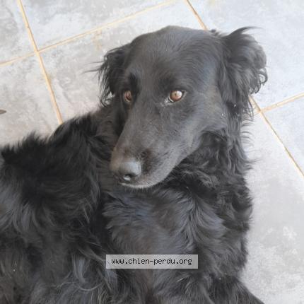 Photo 1/1 Found dog Found in St paul