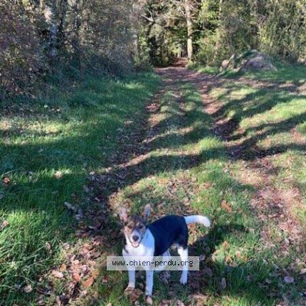 Photo 1/1 Pollux Chien lost in Xertigny