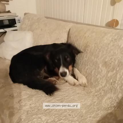 Photo 1/1 Georgette Sicard Chien lost in Antibes