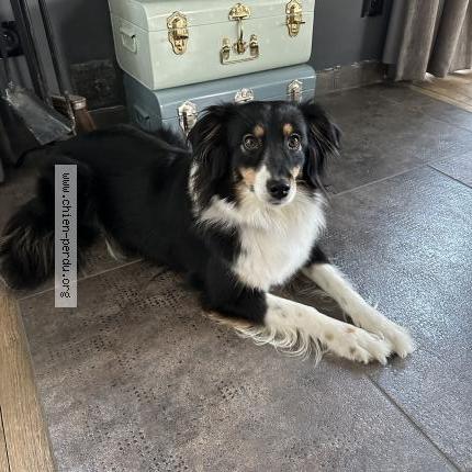 Photo 1/1 Teissa Chien lost in Carency