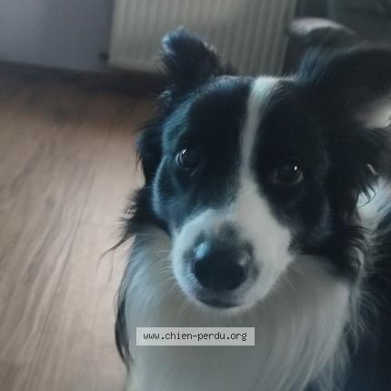 Foto van vermiste hond in Bonsin