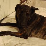 Picture of dog lost at Saint Couat D Aude