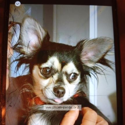 Photo 1/1 Taylia Chien lost in Prahecq