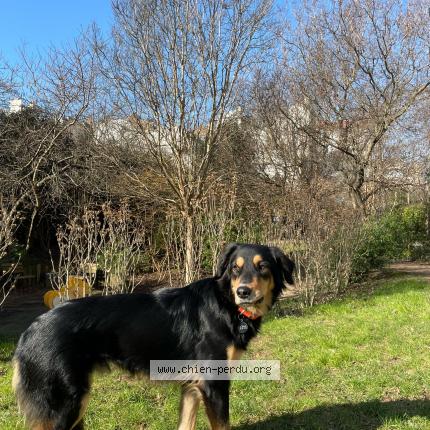Photo 1/1 Chicote Chien lost in Aubervilliers