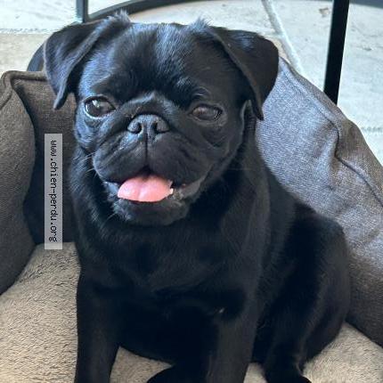 Photo 1/1 Umbelle Chien lost in Chateauneuf le rouge