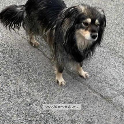 Photo 1/1 Nicky Chien lost in Le teilleul