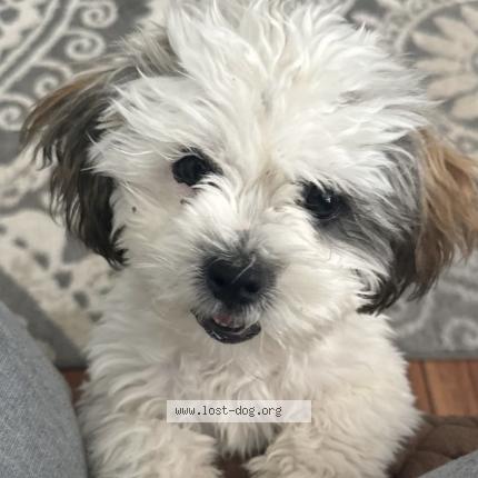 Picture of dog lost at Alexandria