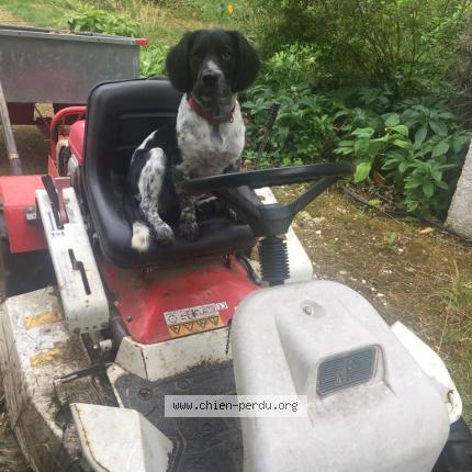 Photo 1/1 Noupy Chien lost in Reaup