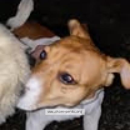 Foto van vermiste hond in Louvain La Neuve