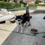 Picture of dog lost at Saint Marcel