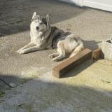 Picture of dog lost at Saint Marcel