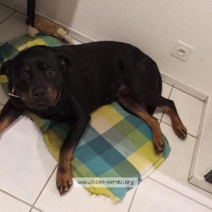 Foto di cane smarrito a La Chaux De Fonds