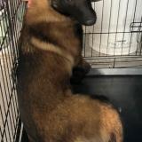 Picture of dog found at Wasquehal