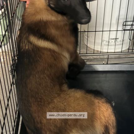 Photo 1/1 Found dog Found in Wasquehal