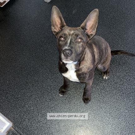 Photo 1/1 Nyah Chien lost in Lyon