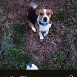 Bebe