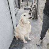 Picture of dog found at Lambesc