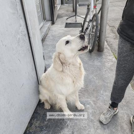Photo 1/1 Dog reunited Found in Lambesc
