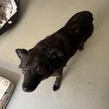 Picture of dog found at Martel