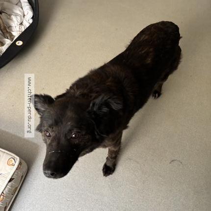 Photo 1/1 Found dog Found in Martel