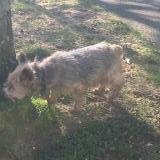 Picture of dog found at Caen