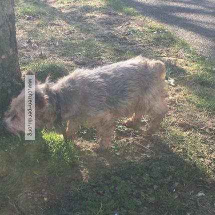 Photo 1/1 Found dog Found in Caen