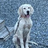 Picture of dog lost at Narrosse