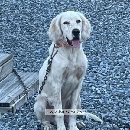 Photo 1/1 Dog reunited Lost in Narrosse