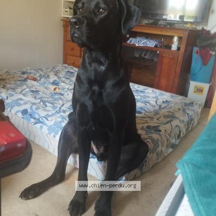 Photo 1/1 Guha Chien lost in Saint nazaire