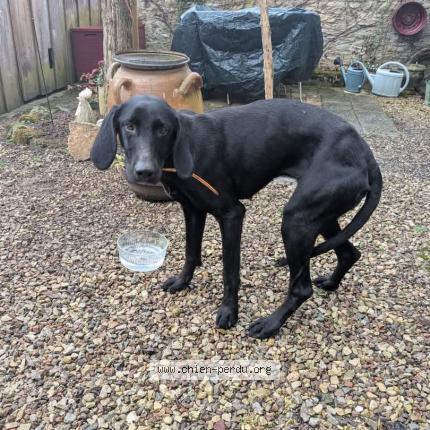 Photo 1/1 Found dog Found in Blannay