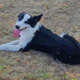 Picture of dog lost at Villeneuve Du Latou