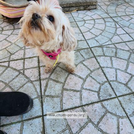 Photo 1/1 Found dog Found in Verrue