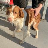 Picture of dog found at Hem