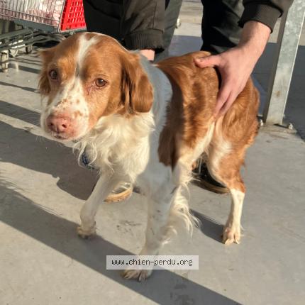 Photo 1/1 Found dog Found in Hem