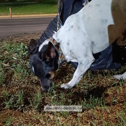Photo 1/1 Found dog Found in Las condes