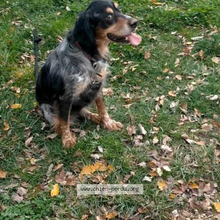 Photo 1/3 Lino Chien lost in Caveirac