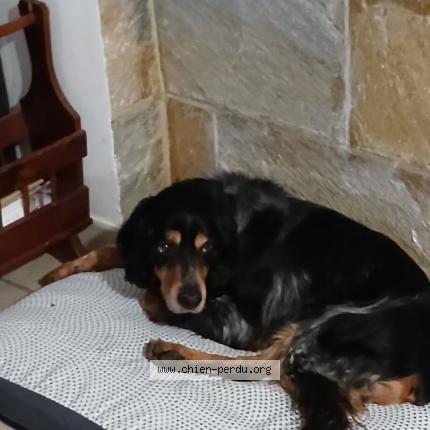 Photo 2/3 Lino Chien lost in Caveirac