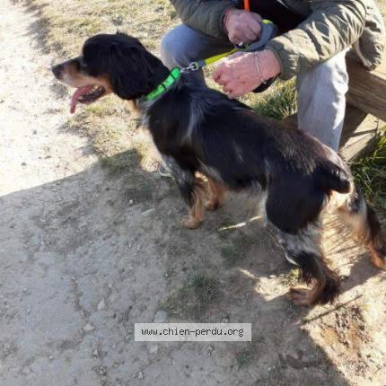 Photo 3/3 Lino Chien lost in Caveirac