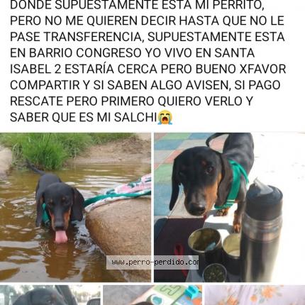 Photo 1/1 Panchuli Chien lost in Cordoba