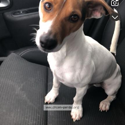 Photo 1/1 Jack Chien lost in Marmande