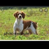 Picture of dog lost at Thelis La Combes