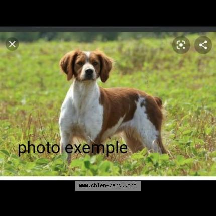 Photo 1/1 Loulou Dog lost in Thelis la combes