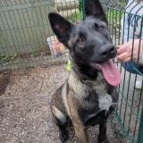 Picture of dog found at Sollies Pont