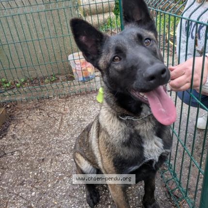 Photo 1/1 Dog reunited Found in Sollies pont