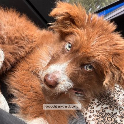 Photo 1/1 Holly Dog lost in Plan d orgon