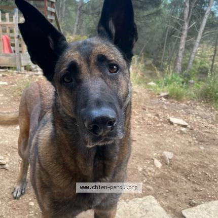 Photo 1/1 Klasseuk Chien lost in Meyrargues